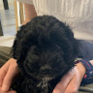 Meet your Posher, Amelia